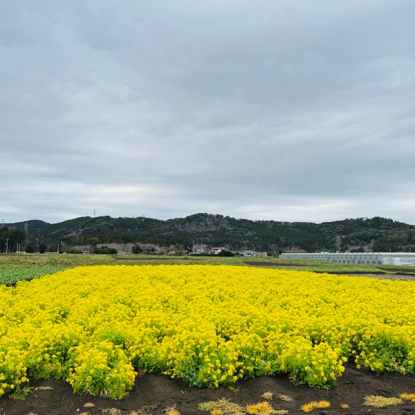 イレブンオートキャンプ場のお花畑菜の花