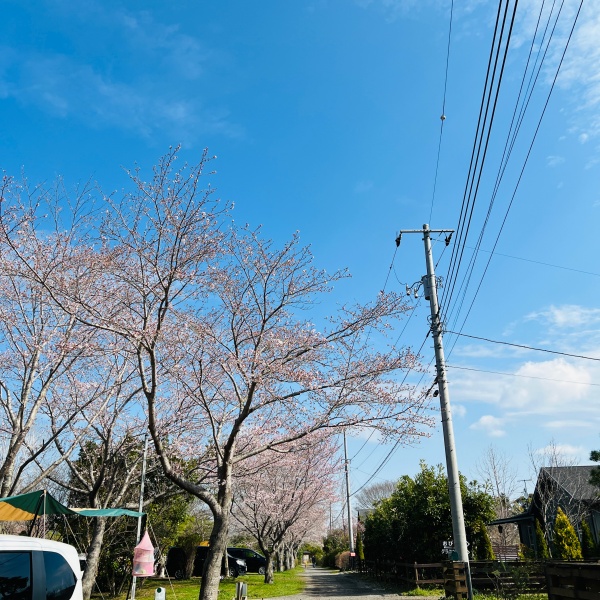 イレブンオートキャンプ場の桜